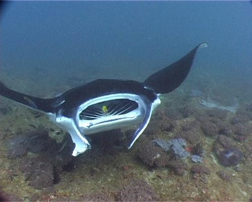 manta atlantsk <em>(Manta birostris)</em><BR>